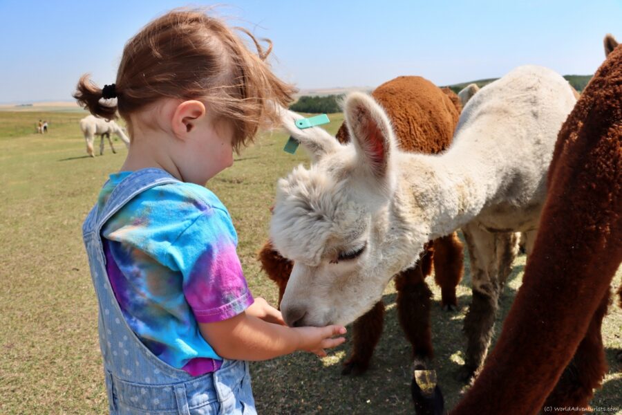 kirks alpaca farm